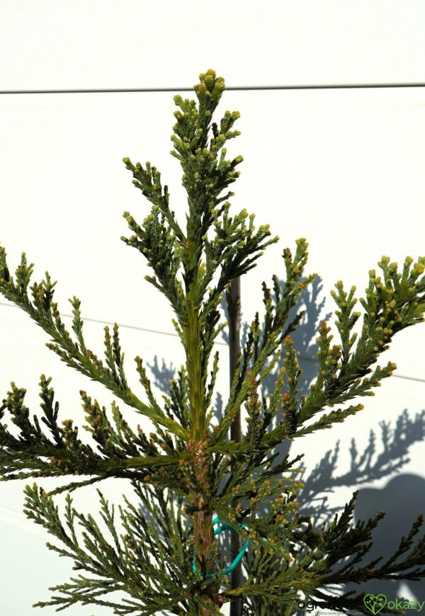 MAMUTOWIEC OLBRZYMI GLAUCUM Sequoiadendron giganteum