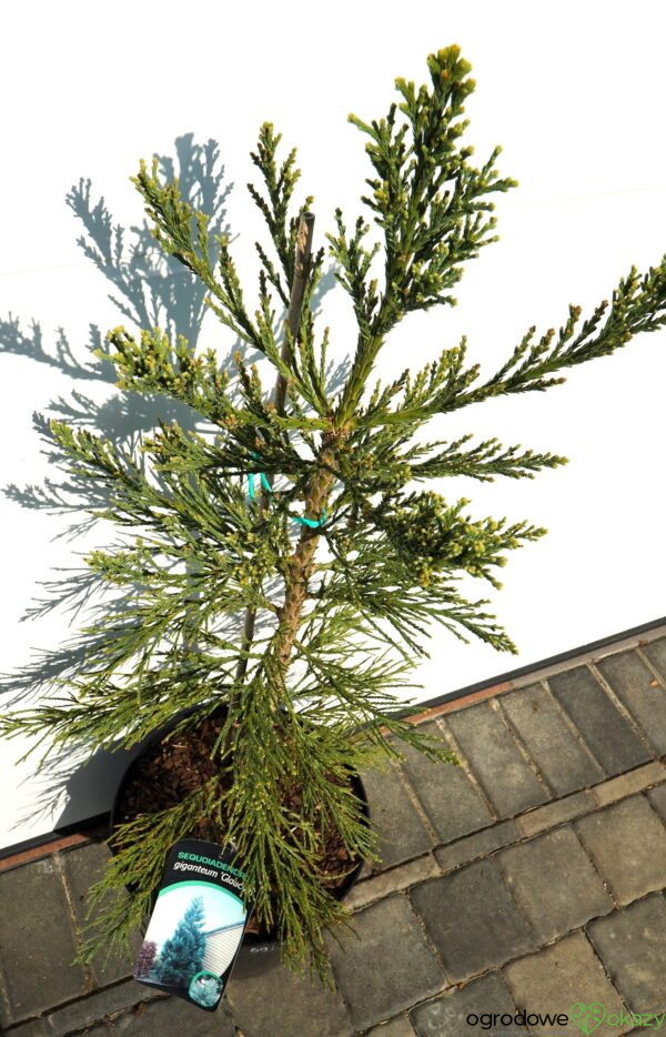 MAMUTOWIEC OLBRZYMI GLAUCUM Sequoiadendron giganteum
