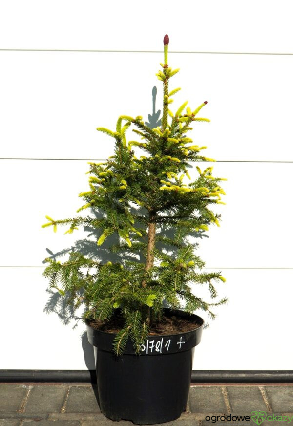 ŚWIERK POSPOLITY ACROCONA GOLDEN Picea abies