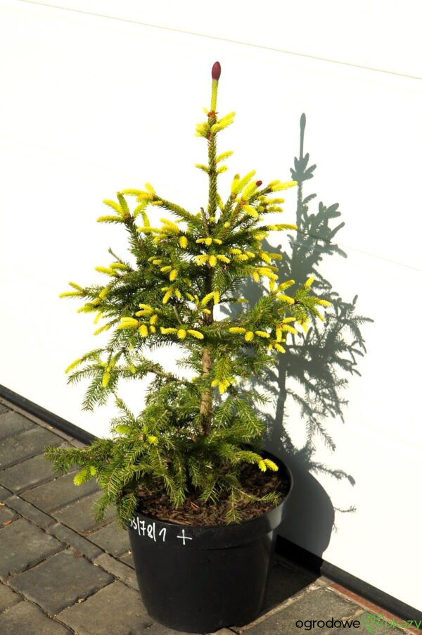 ŚWIERK POSPOLITY ACROCONA GOLDEN Picea abies