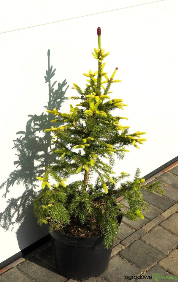 ŚWIERK POSPOLITY ACROCONA GOLDEN Picea abies