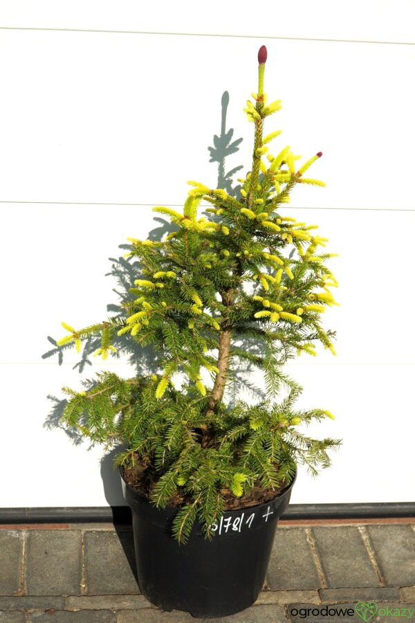 ŚWIERK POSPOLITY ACROCONA GOLDEN Picea abies
