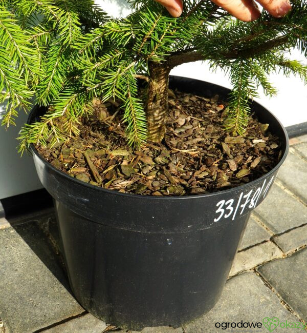 ŚWIERK POSPOLITY ACROCONA GOLDEN Picea abies