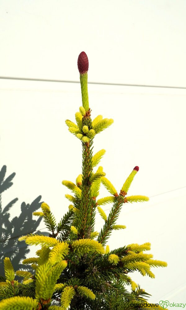 ŚWIERK POSPOLITY ACROCONA GOLDEN Picea abies