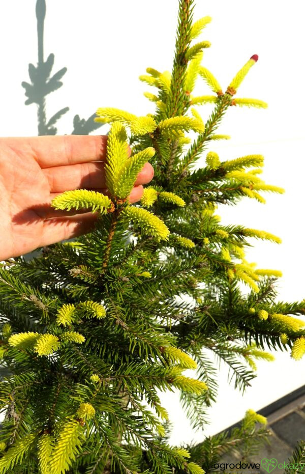 ŚWIERK POSPOLITY ACROCONA GOLDEN Picea abies