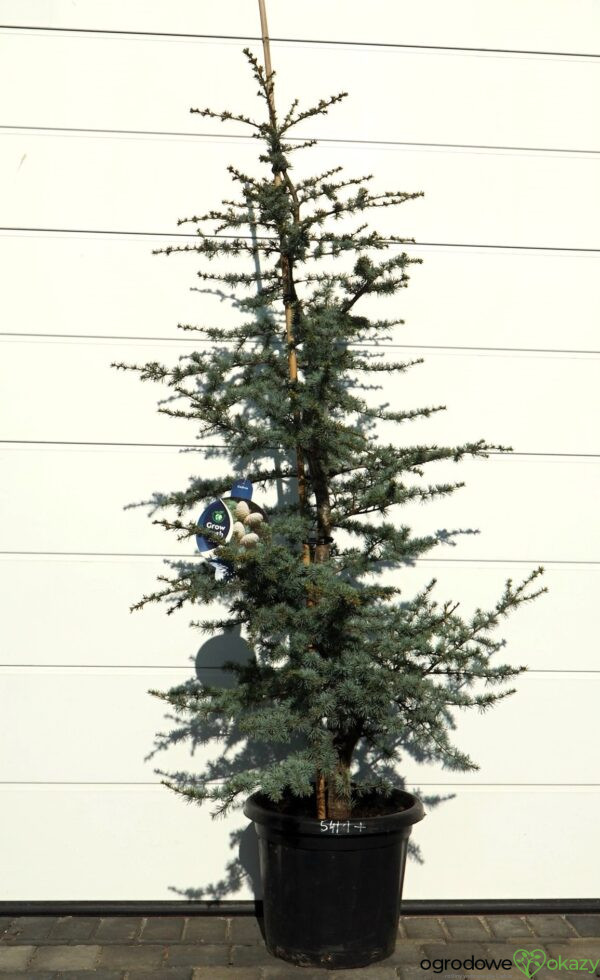 CEDR ATLASKI HORSTMANN Cedrus atlantica 'Horstmann'