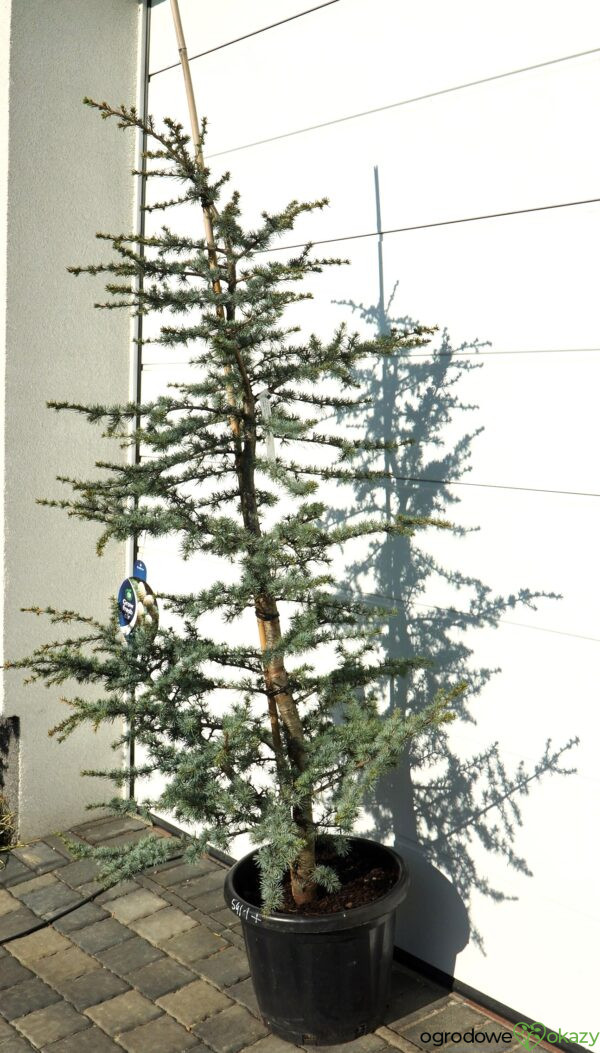 CEDR ATLASKI HORSTMANN Cedrus atlantica 'Horstmann'