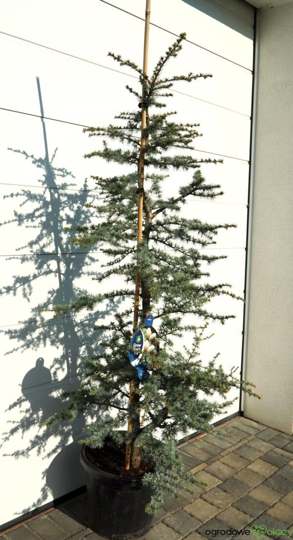 CEDR ATLASKI HORSTMANN Cedrus atlantica 'Horstmann'