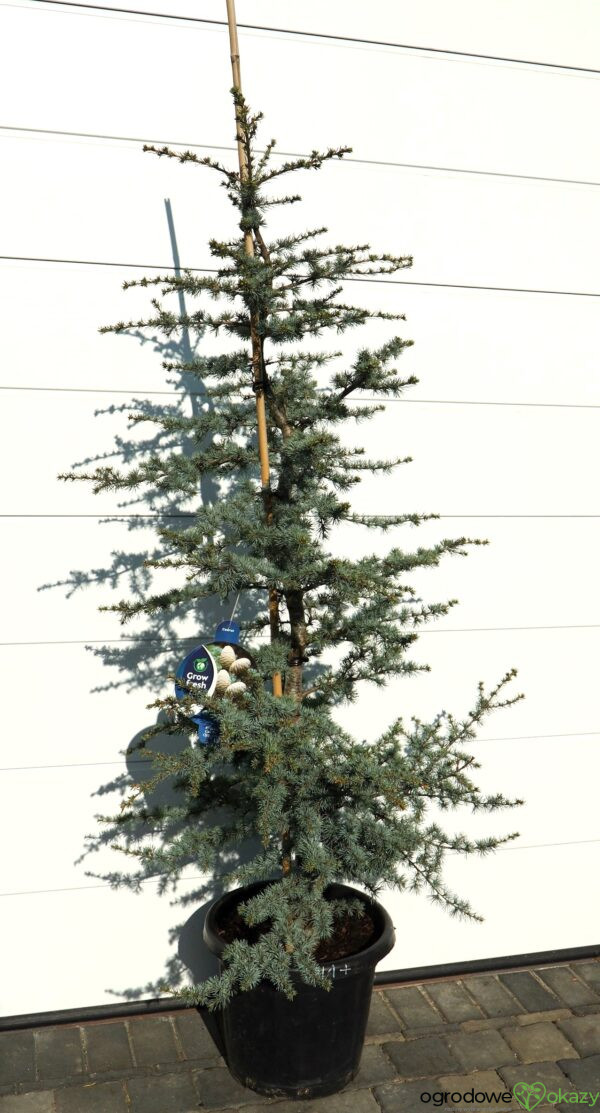 CEDR ATLASKI HORSTMANN Cedrus atlantica 'Horstmann'