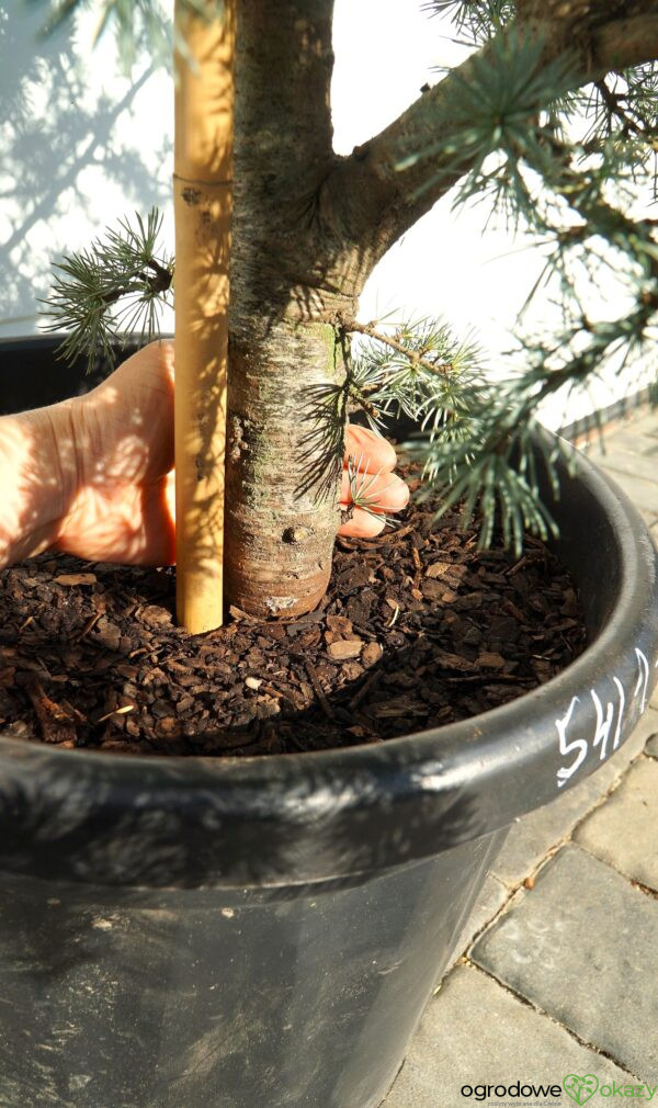 CEDR ATLASKI HORSTMANN Cedrus atlantica 'Horstmann'