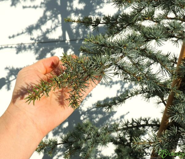 CEDR ATLASKI HORSTMANN Cedrus atlantica 'Horstmann'