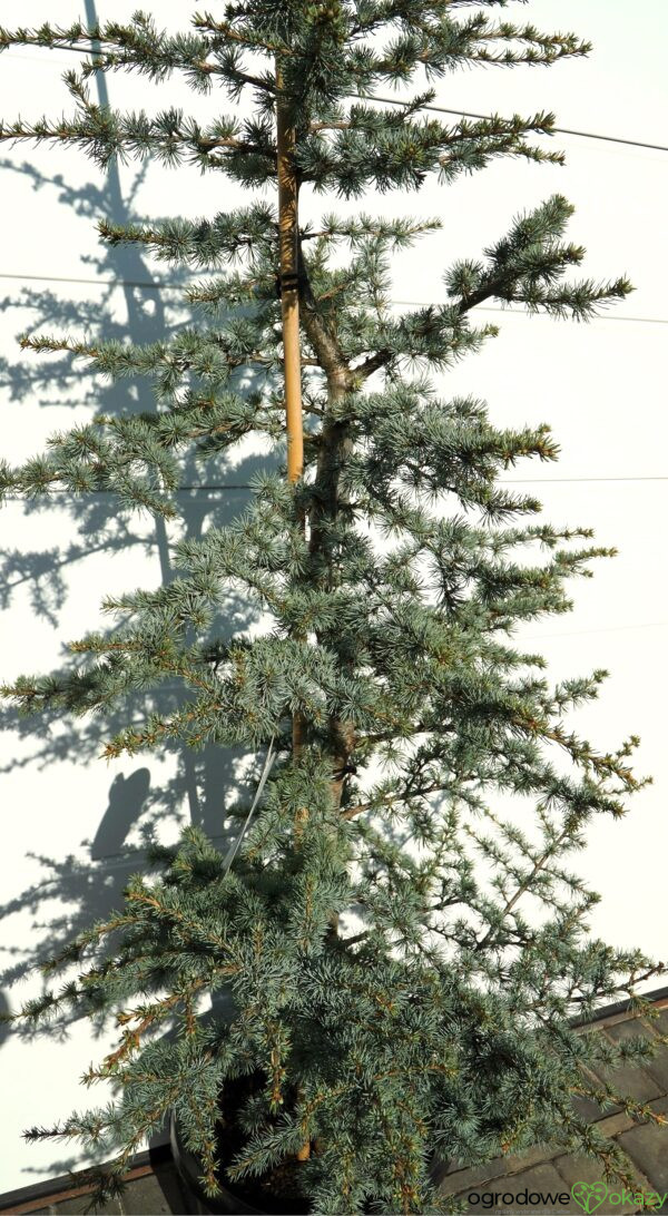 CEDR ATLASKI HORSTMANN Cedrus atlantica 'Horstmann'