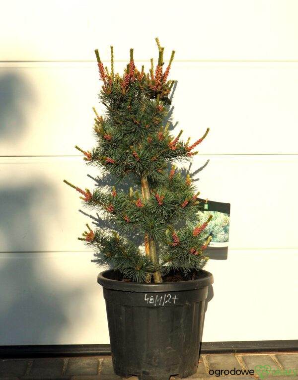 SOSNA DROBNOKWIATOWA NEGISHI Pinus parviflora