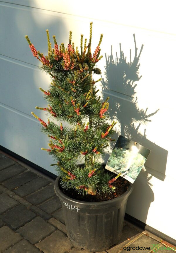 SOSNA DROBNOKWIATOWA NEGISHI Pinus parviflora