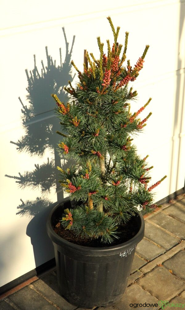 SOSNA DROBNOKWIATOWA NEGISHI Pinus parviflora