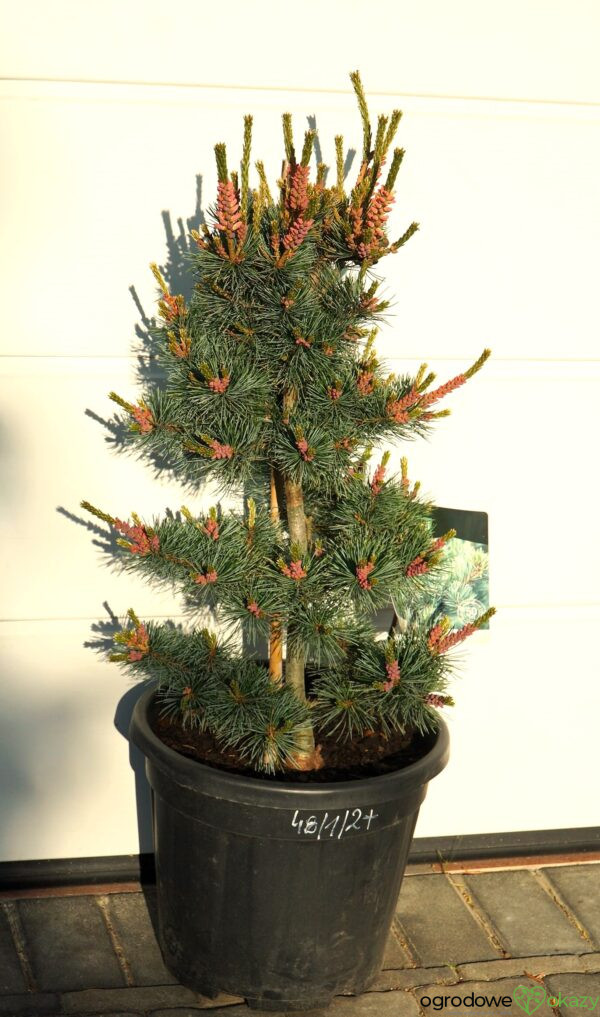 SOSNA DROBNOKWIATOWA NEGISHI Pinus parviflora