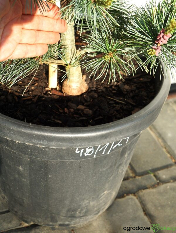 SOSNA DROBNOKWIATOWA NEGISHI Pinus parviflora