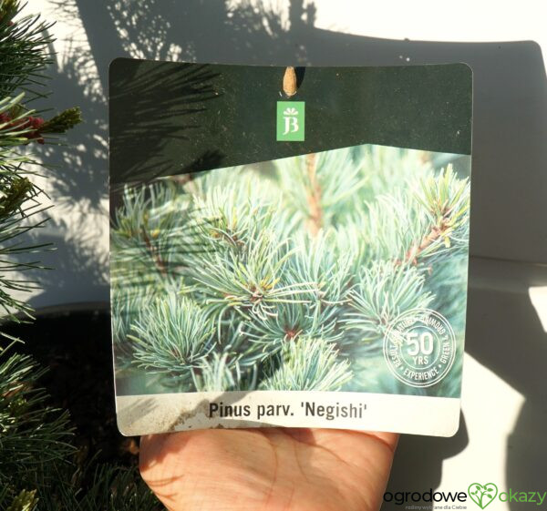 SOSNA DROBNOKWIATOWA NEGISHI Pinus parviflora