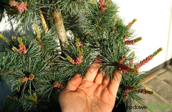 SOSNA DROBNOKWIATOWA NEGISHI Pinus parviflora