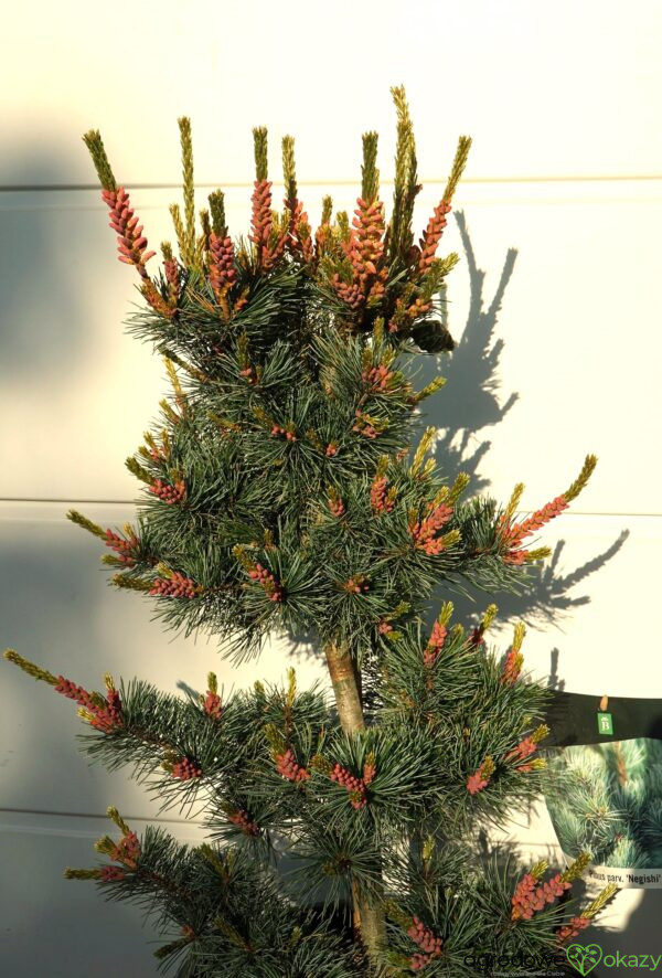 SOSNA DROBNOKWIATOWA NEGISHI Pinus parviflora
