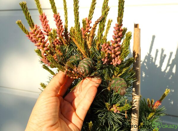 SOSNA DROBNOKWIATOWA NEGISHI Pinus parviflora