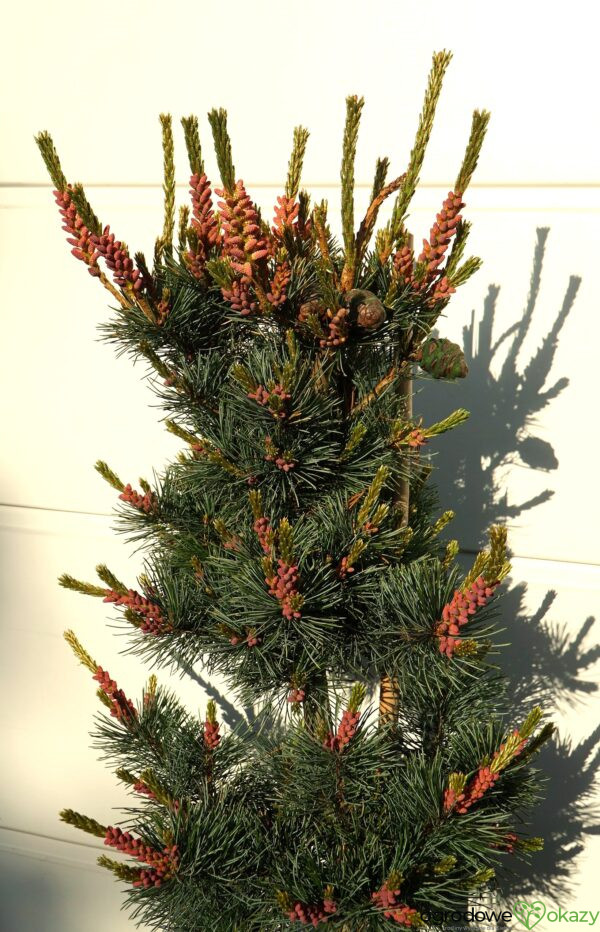 SOSNA DROBNOKWIATOWA NEGISHI Pinus parviflora