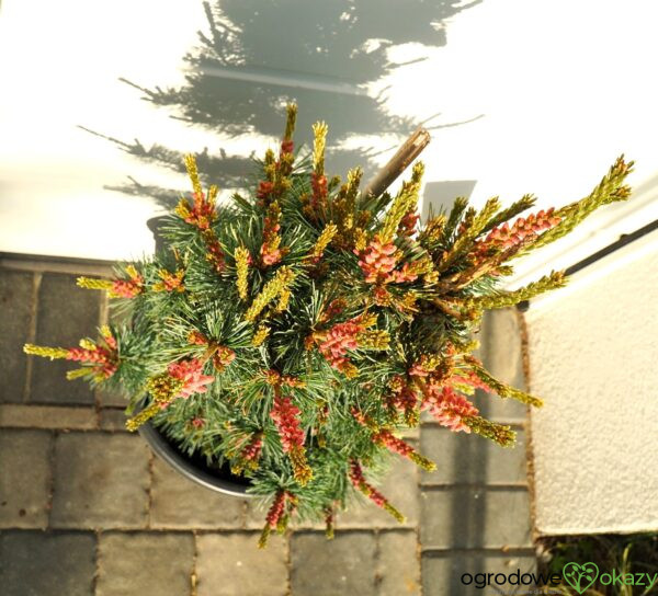 SOSNA DROBNOKWIATOWA NEGISHI Pinus parviflora