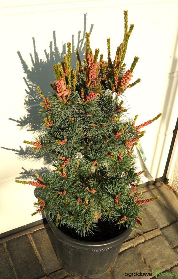SOSNA DROBNOKWIATOWA NEGISHI Pinus parviflora