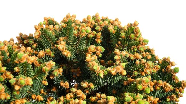 ŚWIERK POSPOLITY MEDUSA Picea abies