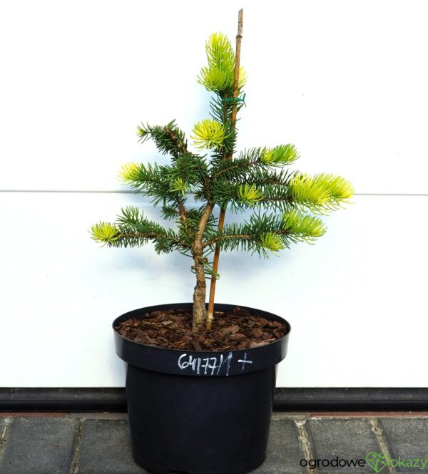 ŚWIERK KŁUJĄCY MAIGOLD Picea pungens