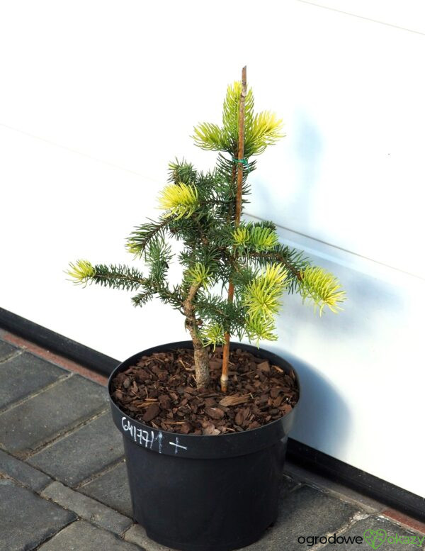 ŚWIERK KŁUJĄCY MAIGOLD Picea pungens