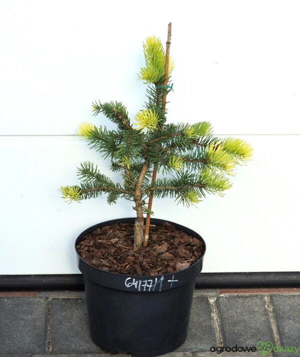 ŚWIERK KŁUJĄCY MAIGOLD Picea pungens