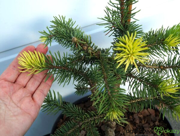 ŚWIERK KŁUJĄCY MAIGOLD Picea pungens