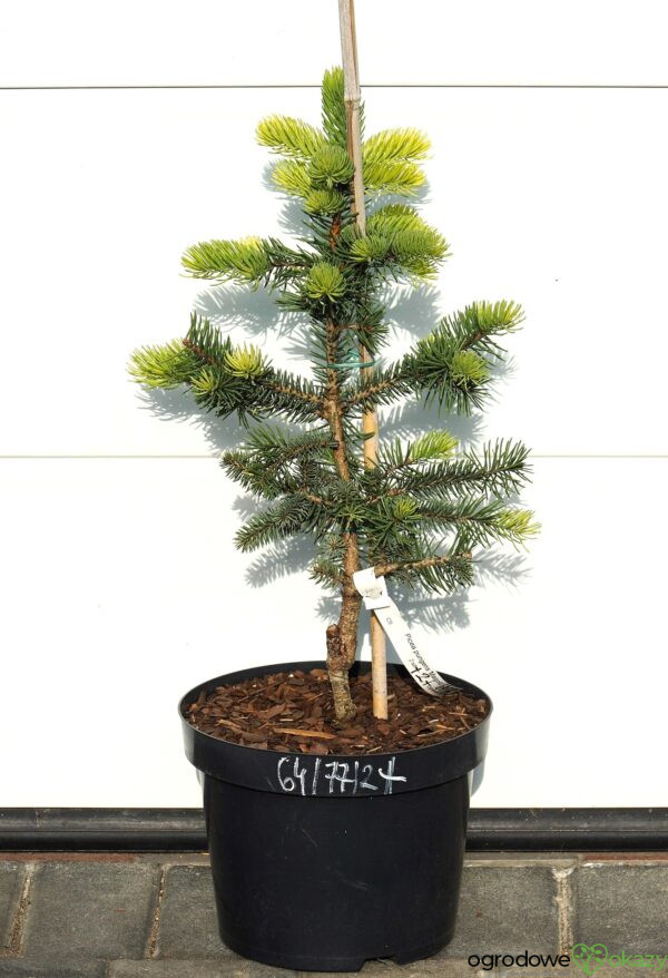 ŚWIERK KŁUJĄCY MAIGOLD Picea pungens