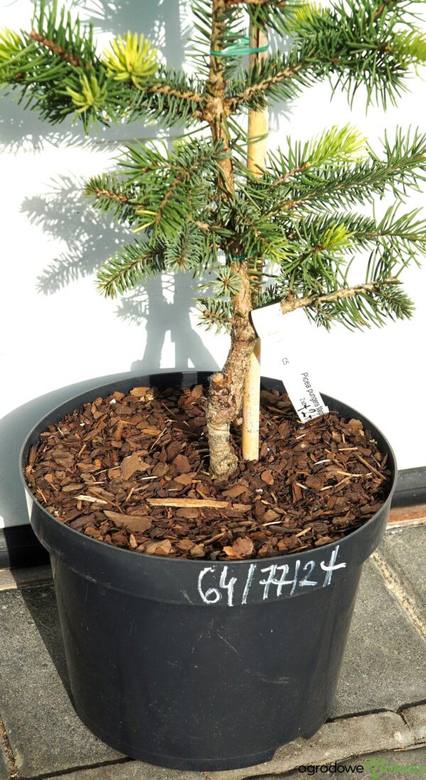 ŚWIERK KŁUJĄCY MAIGOLD Picea pungens