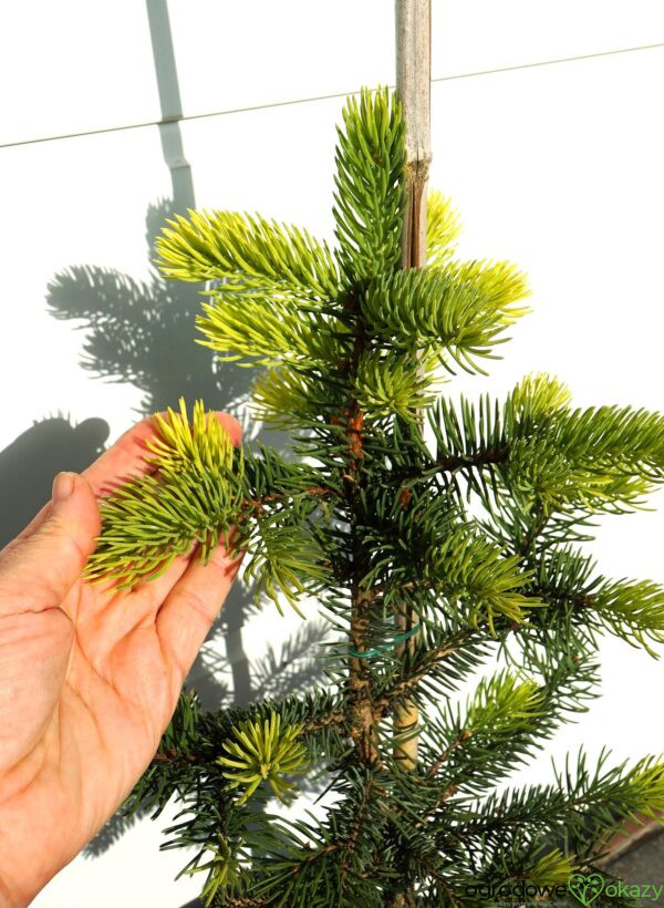 ŚWIERK KŁUJĄCY MAIGOLD Picea pungens