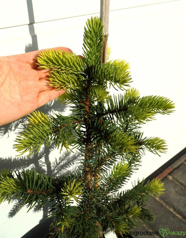 ŚWIERK KŁUJĄCY MAIGOLD Picea pungens