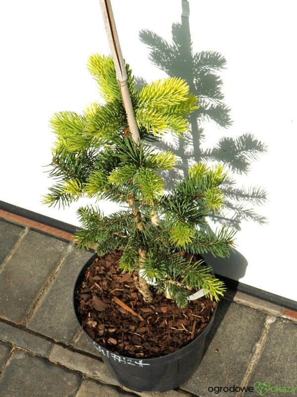 ŚWIERK KŁUJĄCY MAIGOLD Picea pungens