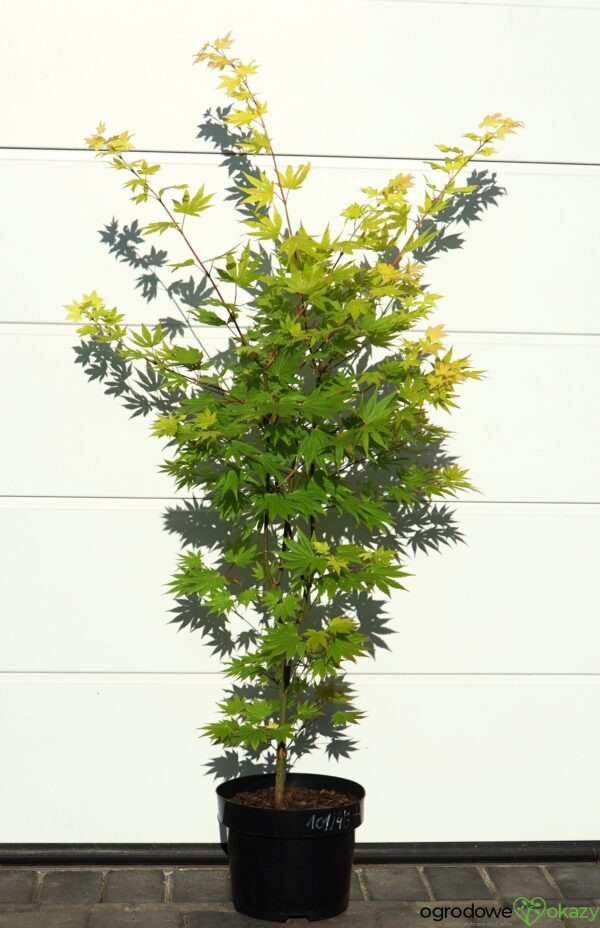 KLON SHIRASAWY JORDAN Acer shirasawanum