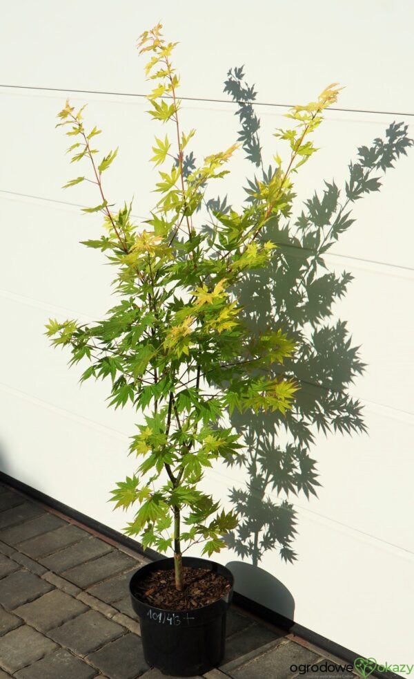 KLON SHIRASAWY JORDAN Acer shirasawanum