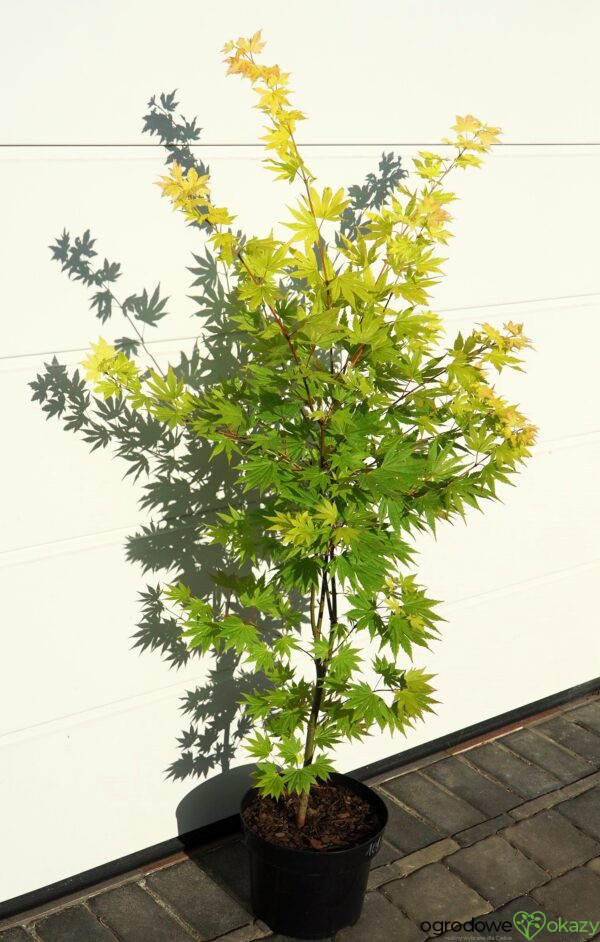 KLON SHIRASAWY JORDAN Acer shirasawanum