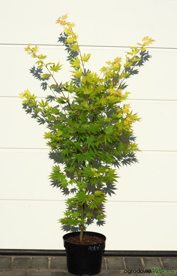 KLON SHIRASAWY JORDAN Acer shirasawanum