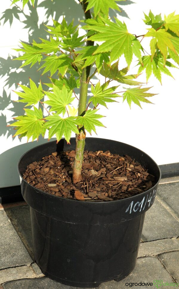 KLON SHIRASAWY JORDAN Acer shirasawanum