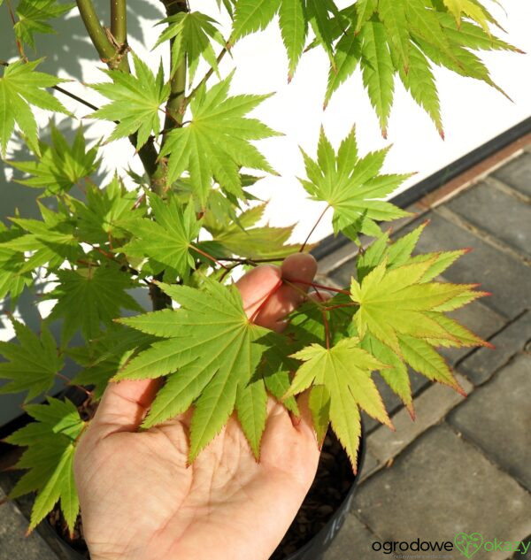 KLON SHIRASAWY JORDAN Acer shirasawanum