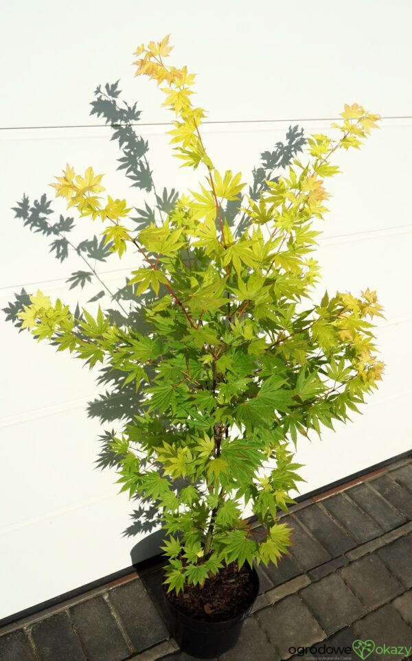 KLON SHIRASAWY JORDAN Acer shirasawanum