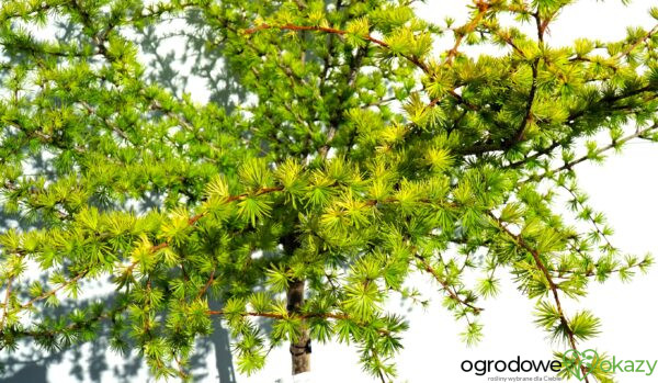 MODRZEW JAPOŃSKI MAGIC GOLD Larix kaempferi