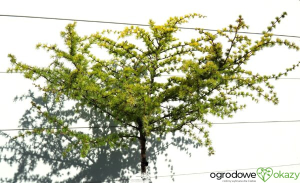 MODRZEW JAPOŃSKI MAGIC GOLD Larix kaempferi