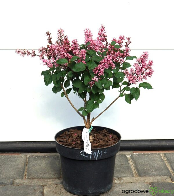 LILAK MEYERA LITTLE ROSIE PBR Syringa meyeri 'Little Rosie' PBR