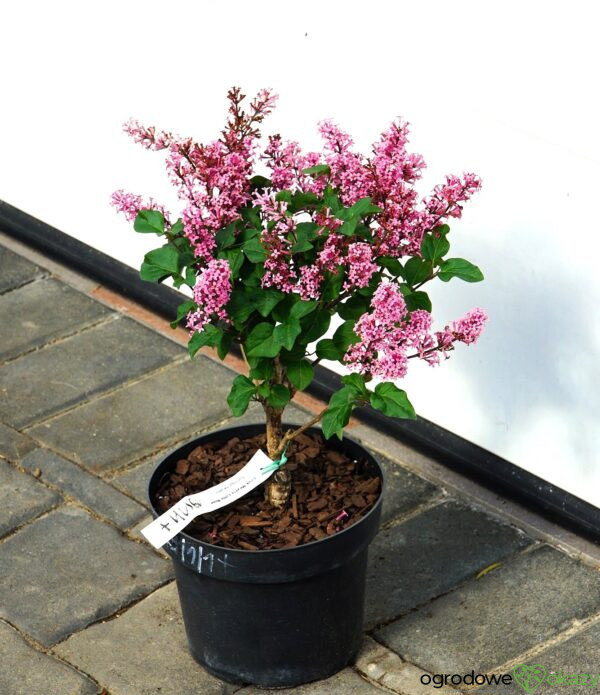 LILAK MEYERA LITTLE ROSIE PBR Syringa meyeri 'Little Rosie' PBR