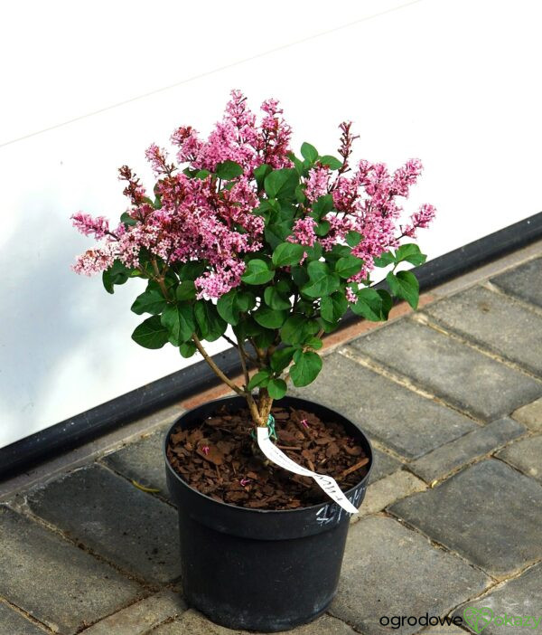 LILAK MEYERA LITTLE ROSIE PBR Syringa meyeri 'Little Rosie' PBR